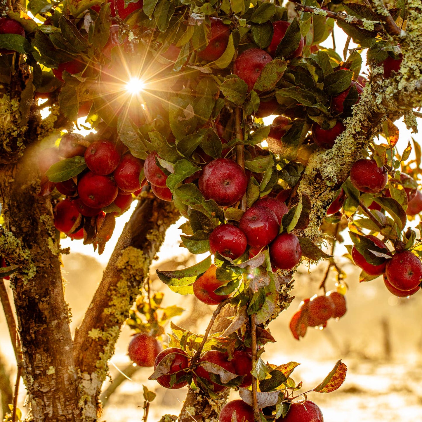 Spicy Apple Pie Snacks—heirloom dried apples with a kick!