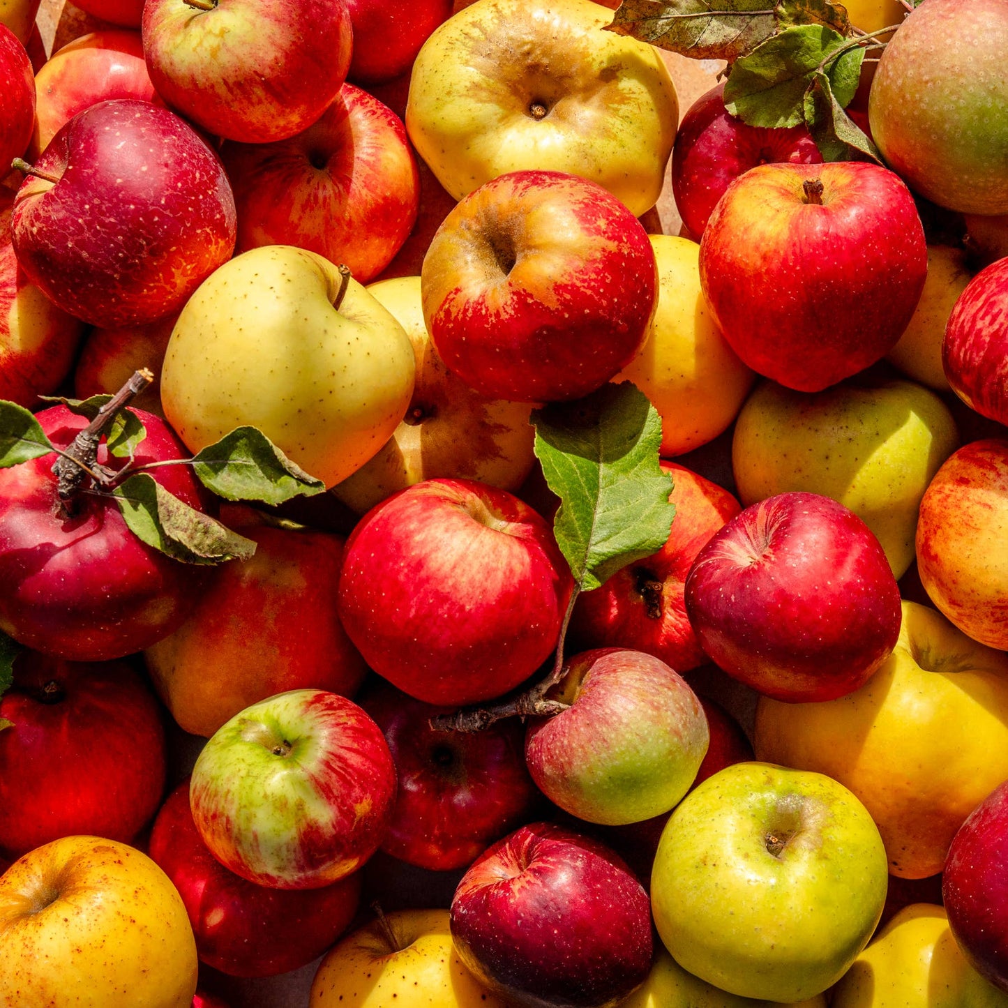Spicy Apple Pie Snacks—heirloom dried apples with a kick!